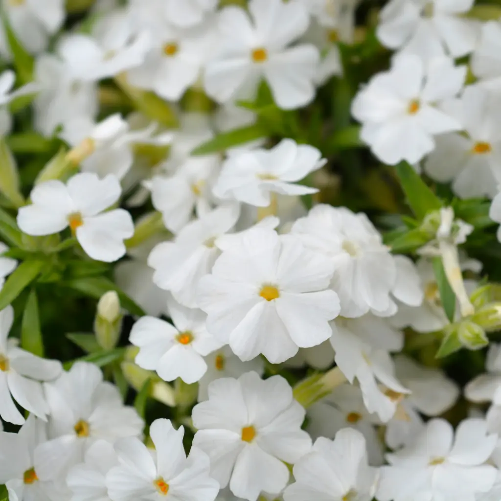 Vlambloem - Phlox sub. White Delight - Compact - BIO