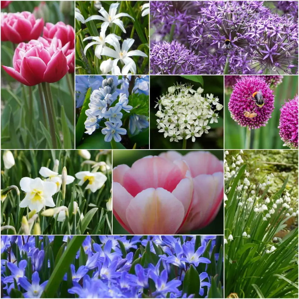 Cottage Garden Spring Joy - BIO 