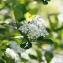 Aronia prunifolia Viking - Appelbes - Royaal - BIO