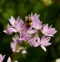 Allium unifolium - Sierui - BIO