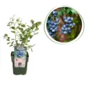 Blauwe bes Struik - BIO