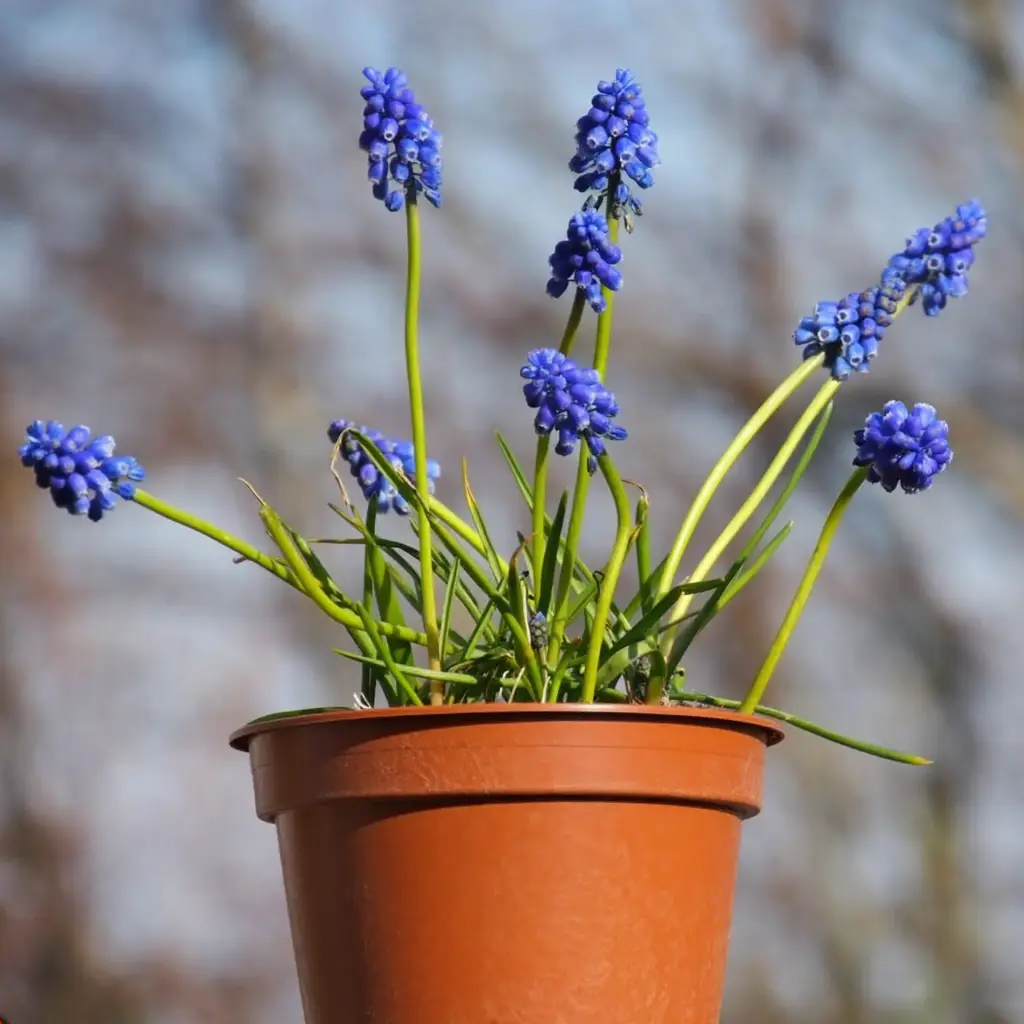 Blauwe Druifjes op Pot - BIO