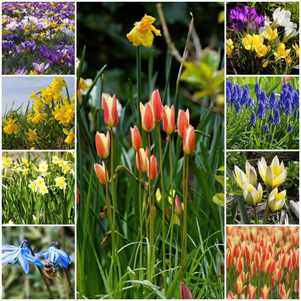 Blije Bijen Bollen Pakket XL - BIO