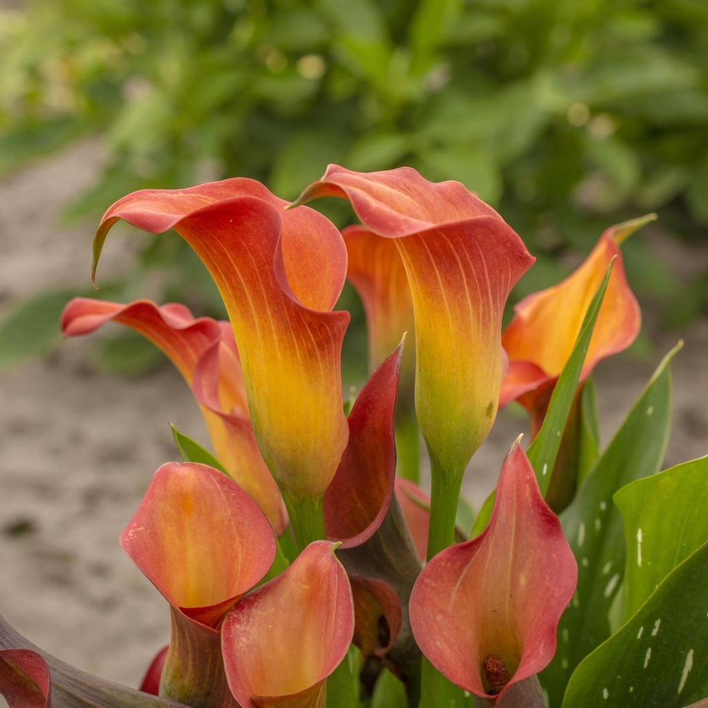 Calla Oranje - BIO