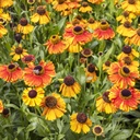 Helenium Sahins Early Flowerer - Zonnekruid - BIO