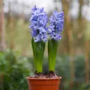 Hyacint Delftsblauw op Pot - BIO