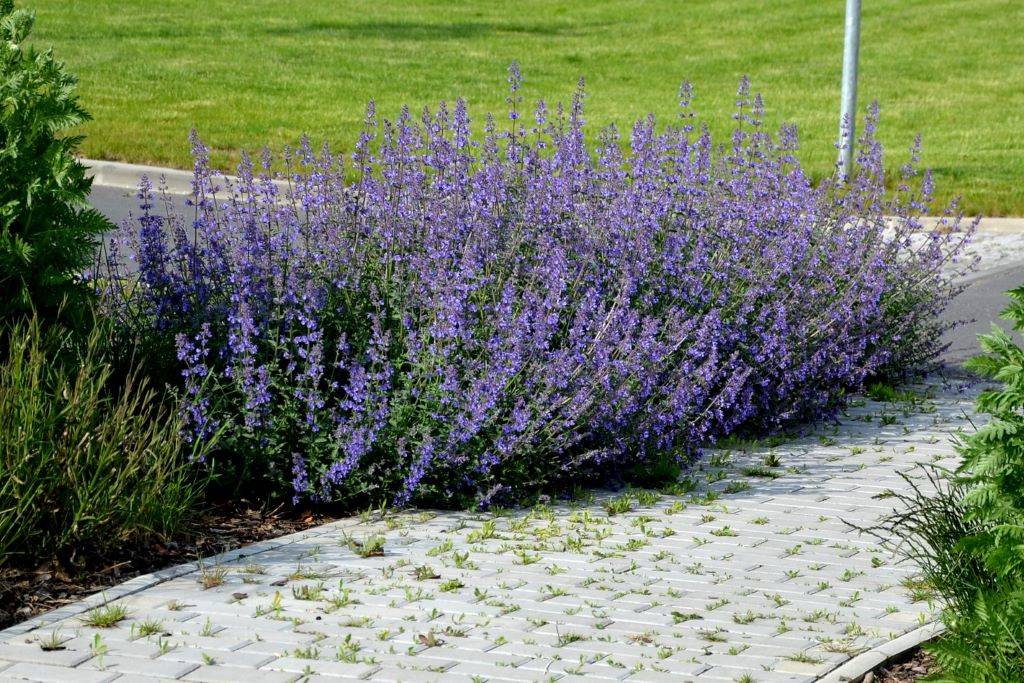 Kattenkruid - Nepeta Walkers Low - BIO