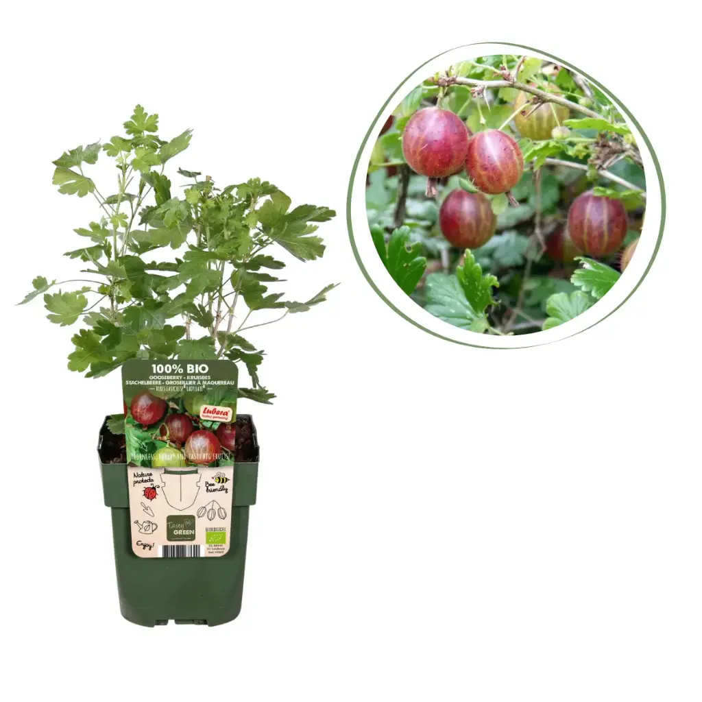 Rode Kruisbes Struik - BIO