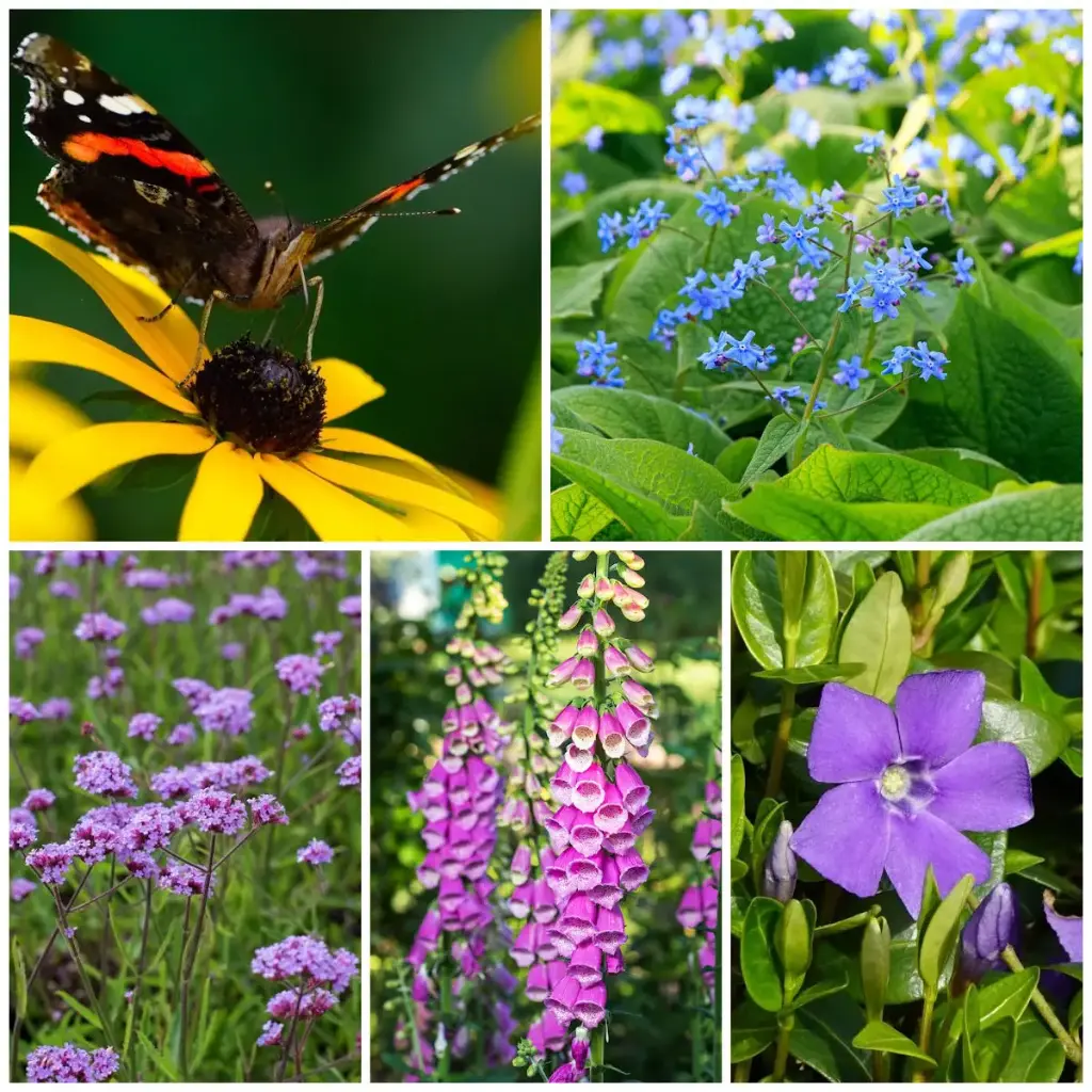 Schaduwtuintje Planten - BIO