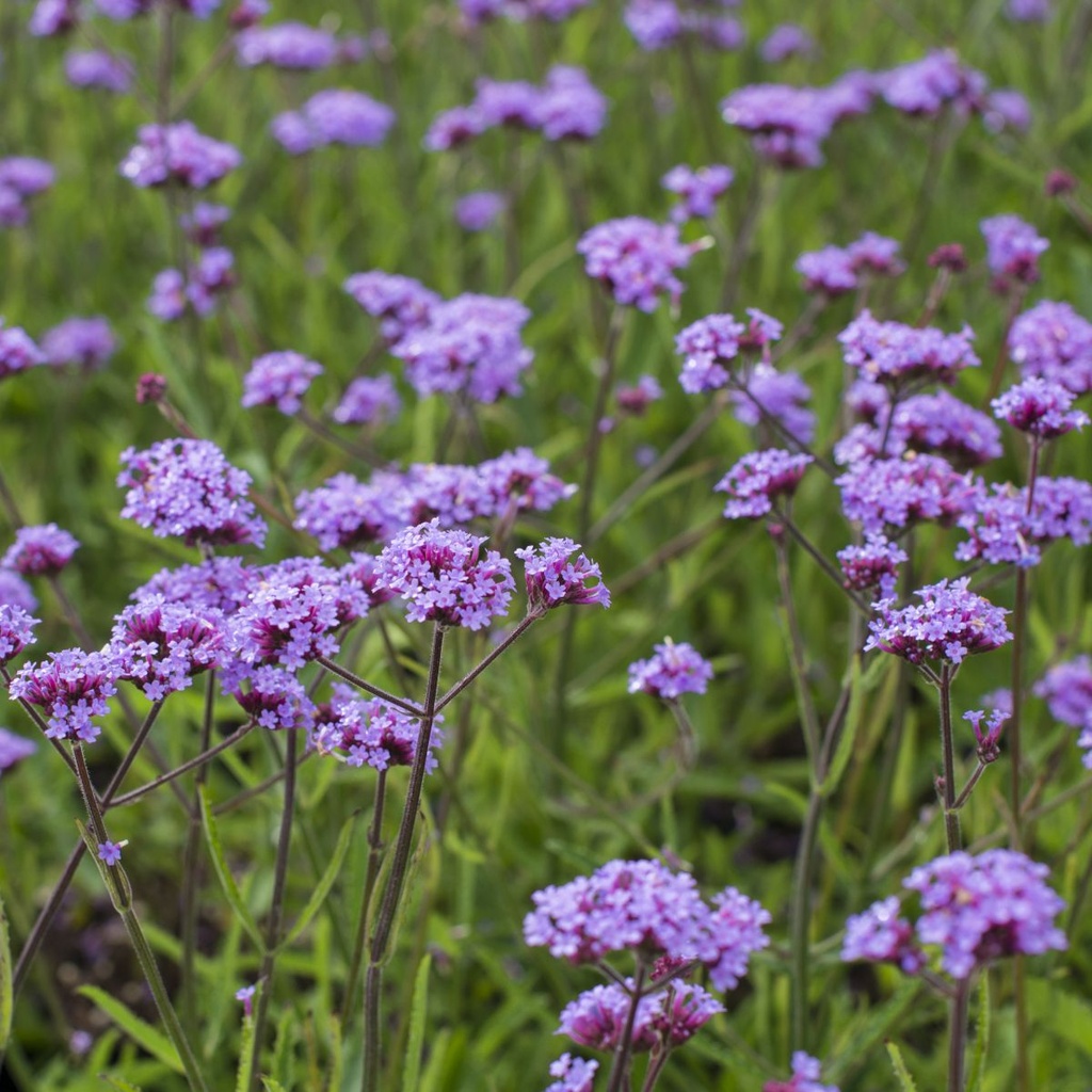 Verbena Lollipop - IJzerhard - BIO