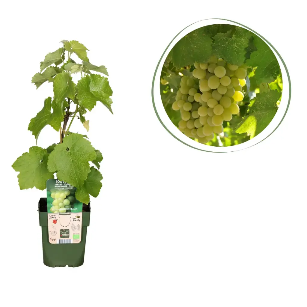 Witte Druif (Wijnstok) - BIO