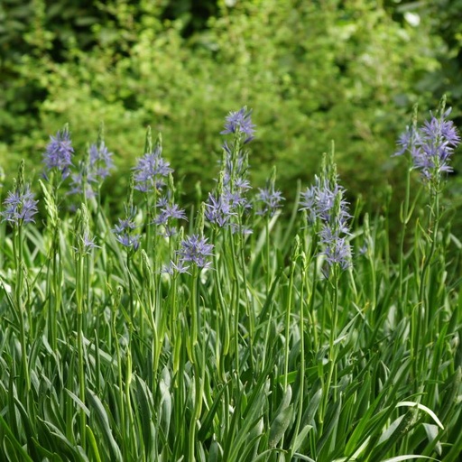[A9016] Camassia Leichtlinii Caerulea - Blauwe Prairielelie - BIO