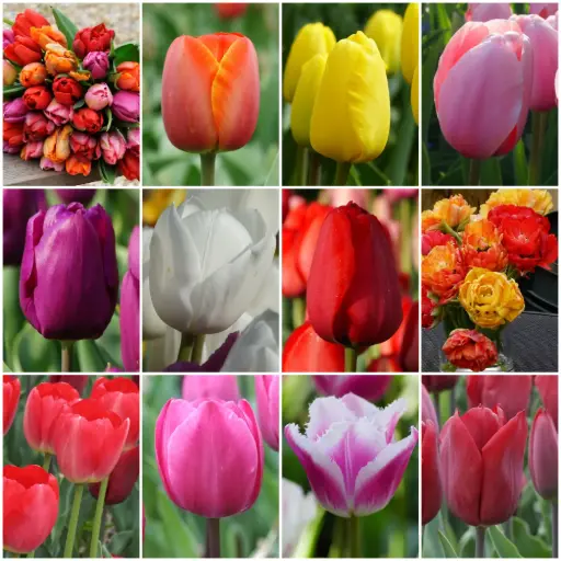 [AR04-36] Najaarsverkoop TULPEN 36 pk - BIO