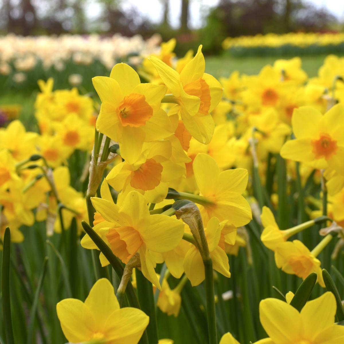 [A3026] Narcis Garden Opera - BIO