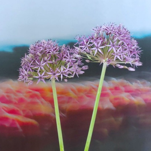 [A9064] Allium Violet Beauty - BIO