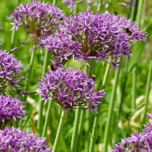 [A9064] Allium Violet Beauty - Sierui - BIO