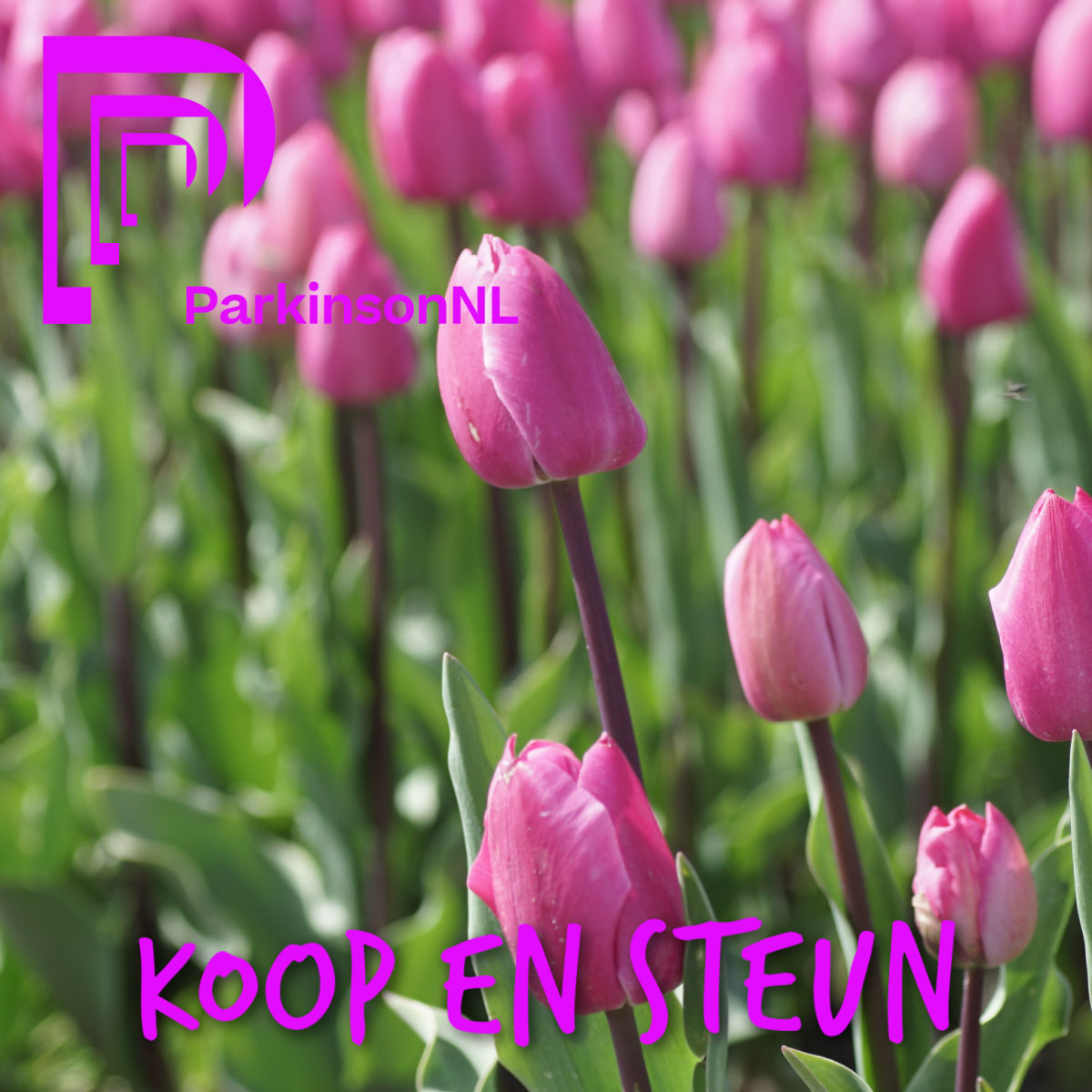 [A1134] Parkinson Tulp - BIO