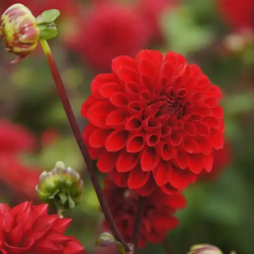 [B1052] Dahlia Viking - BIO