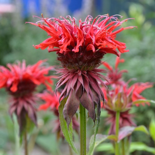 [X8075] Monarda Fireball - Bergamotplant - BIO