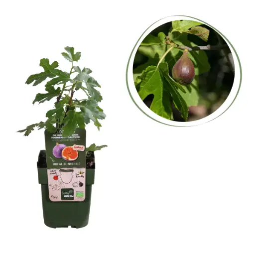 [F1014] Vijgenboom - BIO