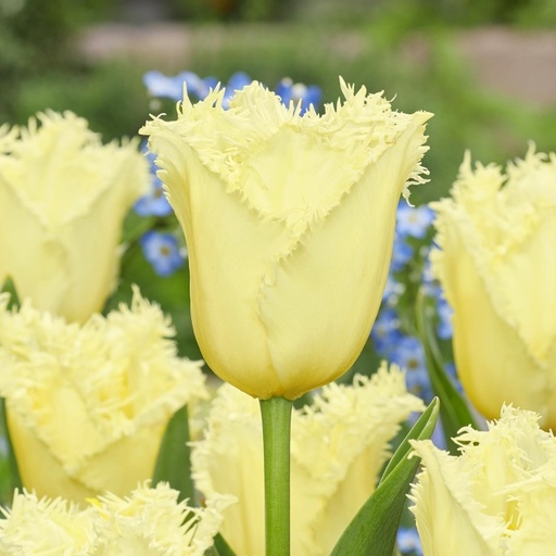 [A1138] Tulipa Rebellious Yellow - BIO