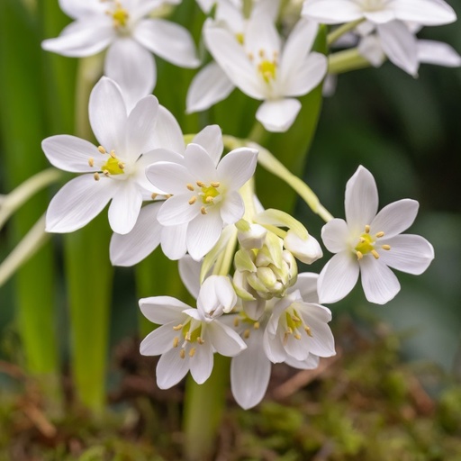 [A9067] Ornithogalum White Trophy - Vogelmelk - BIO