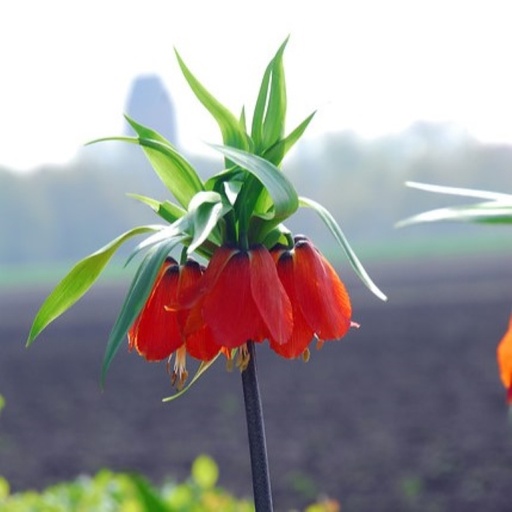 [A9069] Keizerskroon - Fritillaria imp. Rubra - BIO