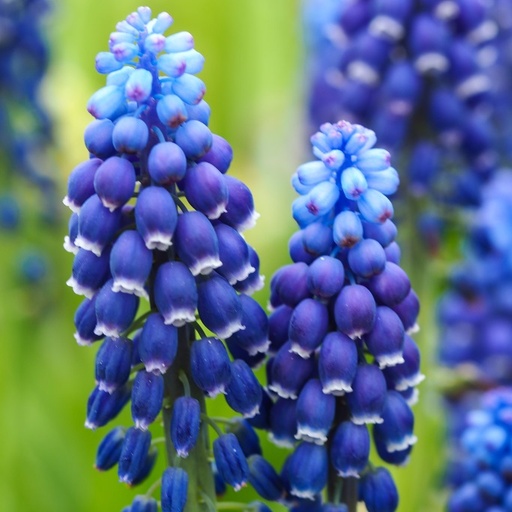 [A9070] Blauw Druifje - Muscari Joyce Spirit - BIO