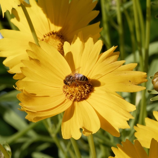 [B8078] Coreopsis Grandiflora - BIO
