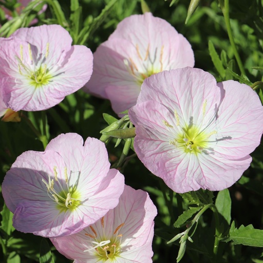 [B8080] Teunisbloem - Oenothera speciosa Siskiyou - BIO