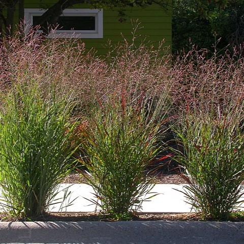 [B8081] Vingergras - Panicum virgatum Rehbraun - BIO