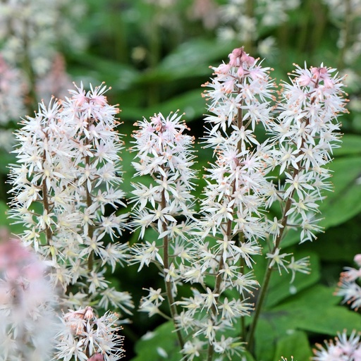 [B8083] Schuimbloem - Tiarella Spring Symphony - BIO