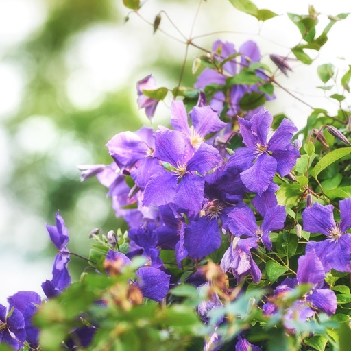 [B8407] Italiaanse Clematis Viticella - BIO