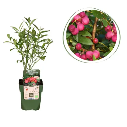 [F1016] Roze Blauwe bes Struik - BIO