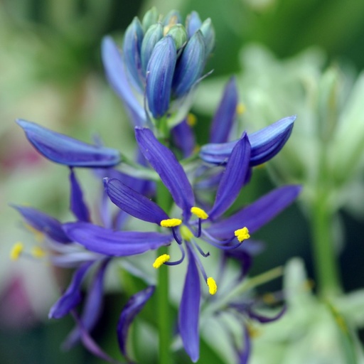 [A9074] Camassia Quamash - Prairielelie - BIO