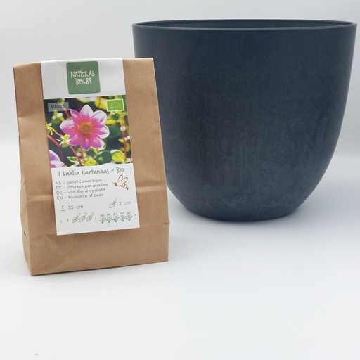Dahlia Hartenaas - BIO met Artstone pot