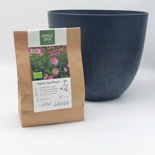 [BC99002] Dahlia Sweetheart- BIO met Artstone pot