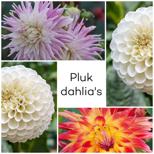 [B1099] Dahlia Pluktuin Mix 3 ST - BIO