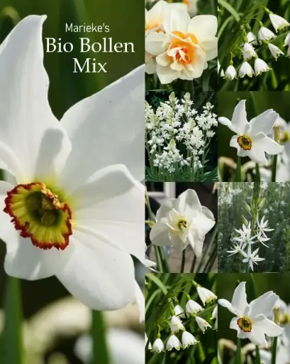 [AC99084] Marieke's biobollen mix 2 m2 - BIO 