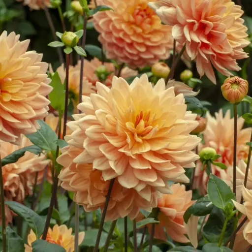 [B1064] Dahlia Orange King - BIO