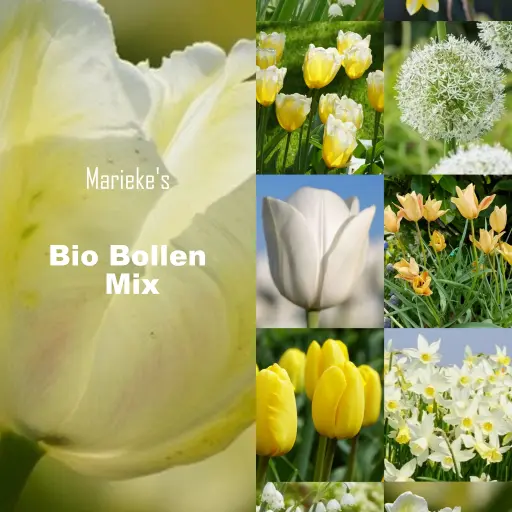 [AC99088] Marieke's biobollen mix geel/wit 2 m2 - BIO 