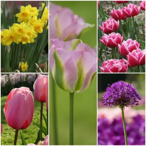 [AM99092] Plant je eigen boeket 15 ST - BIO