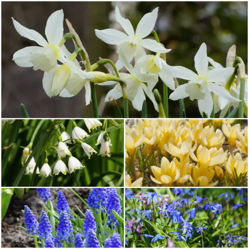 [AM99096] 60 dagen lentepracht - BIO