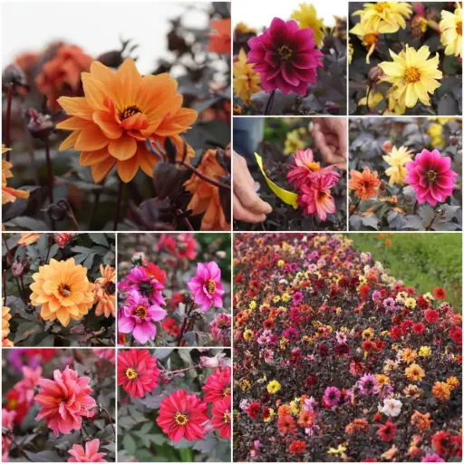 [B1001] Dahlia Mystery Bijenmix - BIO