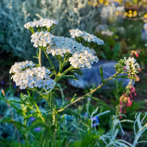 [B8084] Duizendblad - Achillea millefolium - BIO