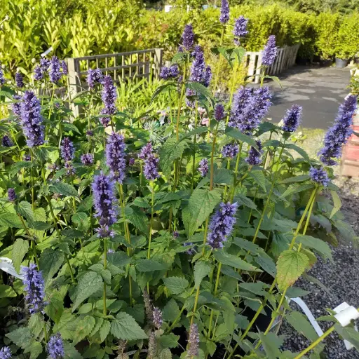 [X8085] Dropplant - Agastache Black Adder - BIO