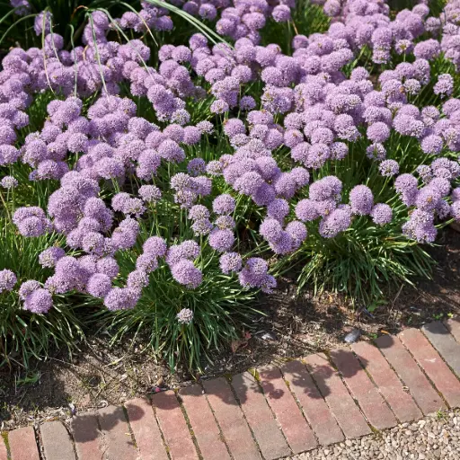 [X8086] Sierui - Allium Senescens - BIO