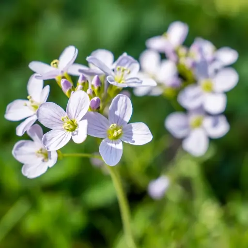 [B8087] Pinksterbloem - Cardamine pratensis - BIO