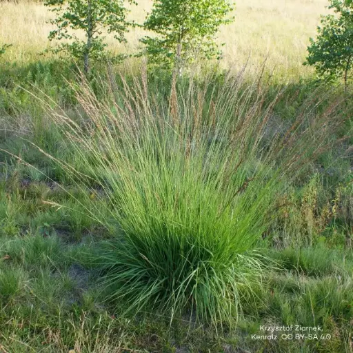 [B8092] Molinia caerulea 'Moorhexe' - Pijpenstrootje - BIO