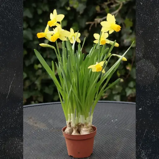 [P1008] Narcis Jetfire op Pot - BIO